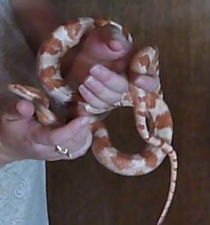 Corn Snake