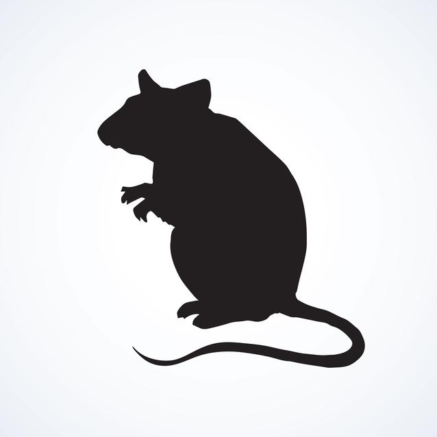 Rat in shadow