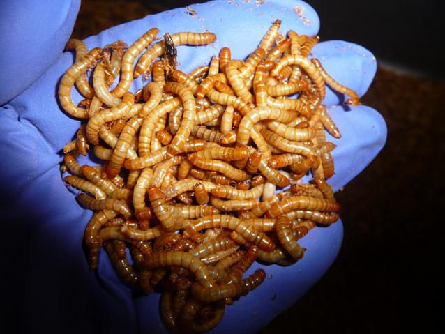 Standard Mealworms