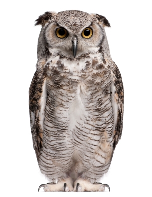 Owl